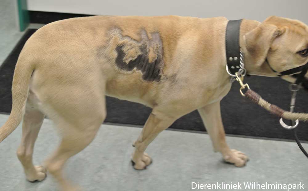 Een hond meteen seizoens gebonden kaalheid. Foto Dierenkliniek Wilhelminapark utrecht